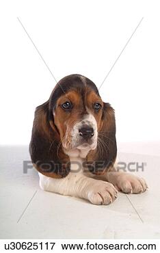 Picture - faithful, domestic 
animal, companion, 
canine, close 
up, basset hound. 
fotosearch - search 
stock photos, 
pictures, images, 
and photo clipart