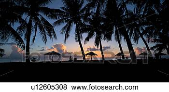 Stock Photo - cloud, tree, sky, 
sea, plant, light, 
nature. fotosearch 
- search stock 
photos, pictures, 
images, and photo 
clipart