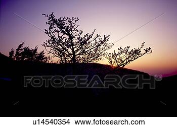Stock Photo - glow, nature, 
tree, mountain, 
scene, sky, landscape. 
fotosearch - search 
stock photos, 
pictures, images, 
and photo clipart