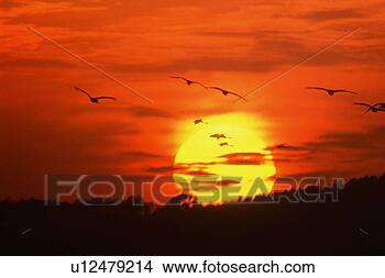 Stock Photo - nature, landscape, 
sunset, sunrise, 
sky, scenery. 
fotosearch - search 
stock photos, 
pictures, images, 
and photo clipart