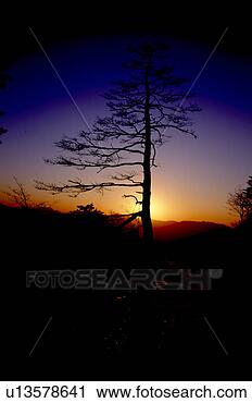 Stock Photography - sun, nature, tree, 
mountain, scene, 
glow, landscape. 
fotosearch - search 
stock photos, 
pictures, images, 
and photo clipart