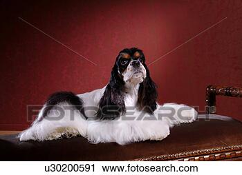 Stock Photography - american cocker 
spaniel, dog, 
cocker spaniel, 
spaniel, pet, 
animal. fotosearch 
- search stock 
photos, pictures, 
images, and photo 
clipart