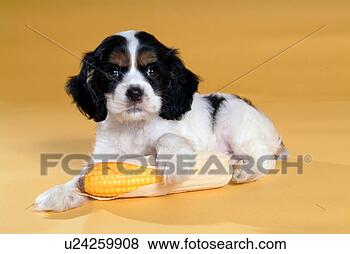 Stock Photo - american cockers 
paniel, dog, cocker 
spaniel, spaniel, 
pet, animal. fotosearch 
- search stock 
photos, pictures, 
images, and photo 
clipart