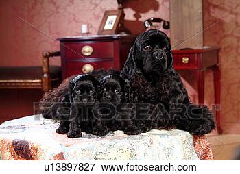 Picture - american water 
spaniel,  dog, 
 cockers paniel, 
 spaniel,  pet. 
fotosearch - search 
stock photos, 
pictures, images, 
and photo clipart