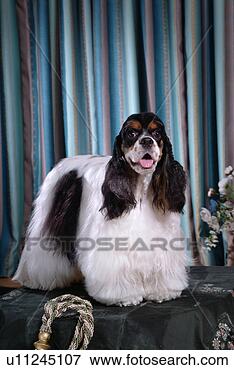 Picture - cute,  english 
cocker spaniel, 
 loving,  canines, 
 domestic,  house. 
fotosearch - search 
stock photos, 
pictures, images, 
and photo clipart
