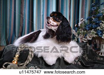 Picture - cute,  english 
cocker spaniel, 
 loving,  canines, 
 domestic,  house. 
fotosearch - search 
stock photos, 
pictures, images, 
and photo clipart