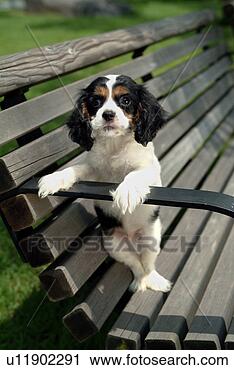 Stock Photography - cute,  english 
cocker spaniel, 
 loving,  canines, 
 domestic,  house. 
fotosearch - search 
stock photos, 
pictures, images, 
and photo clipart