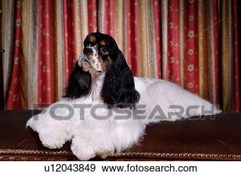 Stock Photograph - cute,  english 
cocker spaniel, 
 loving,  canines, 
 domestic,  house. 
fotosearch - search 
stock photos, 
pictures, images, 
and photo clipart