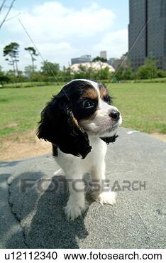 Stock Photography - cute,  english 
cocker spaniel, 
 loving,  canines, 
 domestic,  house. 
fotosearch - search 
stock photos, 
pictures, images, 
and photo clipart