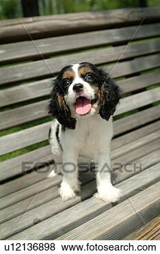 Stock Photo - cute,  english 
cocker spaniel, 
 loving,  canines, 
 domestic,  house. 
fotosearch - search 
stock photos, 
pictures, images, 
and photo clipart
