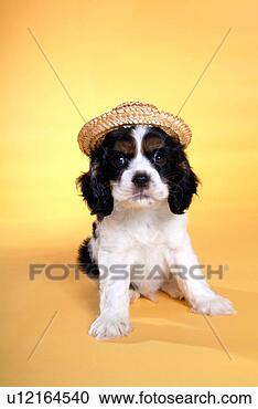 Stock Photography - cute,  english 
cocker spaniel, 
 loving,  canines, 
 domestic,  house. 
fotosearch - search 
stock photos, 
pictures, images, 
and photo clipart