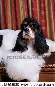 Stock Photography - cute,  english 
cocker spaniel, 
 loving,  canines, 
 domestic,  house. 
fotosearch - search 
stock photos, 
pictures, images, 
and photo clipart