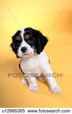 Stock Image - cute,  english 
cocker spaniel, 
 loving,  canines, 
 domestic,  house. 
fotosearch - search 
stock photos, 
pictures, images, 
and photo clipart