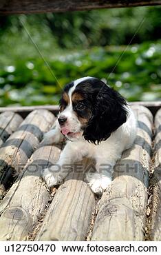 Stock Photography - cute,  english 
cocker spaniel, 
 loving,  canines, 
 domestic,  house. 
fotosearch - search 
stock photos, 
pictures, images, 
and photo clipart