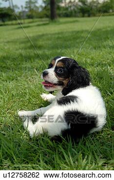 Stock Photo - cute,  english 
cocker spaniel, 
 loving,  canines, 
 domestic,  house. 
fotosearch - search 
stock photos, 
pictures, images, 
and photo clipart