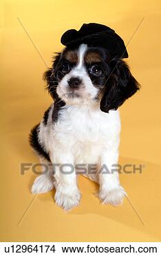 Stock Photo - cute,  english 
cocker spaniel, 
 loving,  canines, 
 domestic,  house. 
fotosearch - search 
stock photos, 
pictures, images, 
and photo clipart