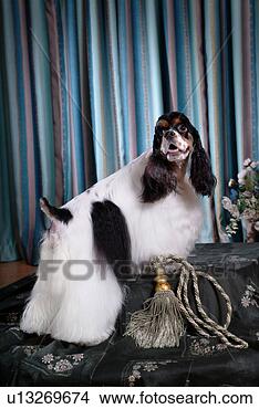 Stock Photo - cute,  english 
cocker spaniel, 
 loving,  canines, 
 domestic,  house. 
fotosearch - search 
stock photos, 
pictures, images, 
and photo clipart