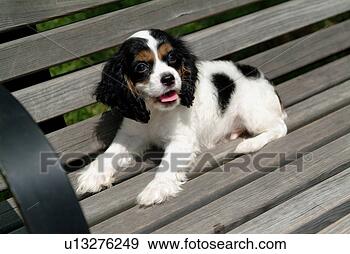Stock Photograph - cute,  english 
cocker spaniel, 
 loving,  canines, 
 domestic,  house. 
fotosearch - search 
stock photos, 
pictures, images, 
and photo clipart