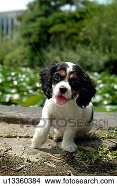 Stock Photo - cute,  english 
cocker spaniel, 
 loving,  canines, 
 domestic,  house. 
fotosearch - search 
stock photos, 
pictures, images, 
and photo clipart