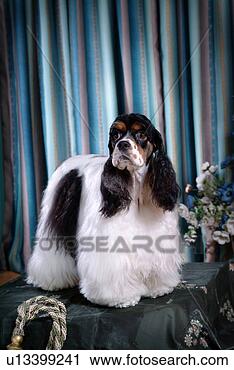 Stock Photography - cute,  english 
cocker spaniel, 
 loving,  canines, 
 domestic,  house. 
fotosearch - search 
stock photos, 
pictures, images, 
and photo clipart
