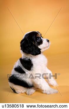 Stock Photo - cute,  english 
cocker spaniel, 
 loving,  canines, 
 domestic,  house. 
fotosearch - search 
stock photos, 
pictures, images, 
and photo clipart