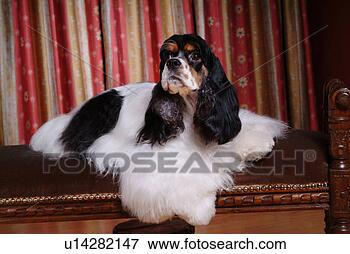 Picture - cute,  english 
cocker spaniel, 
 loving,  canines, 
 domestic,  house. 
fotosearch - search 
stock photos, 
pictures, images, 
and photo clipart