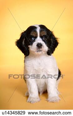 Stock Photograph - cute,  english 
cocker spaniel, 
 loving,  canines, 
 domestic,  house. 
fotosearch - search 
stock photos, 
pictures, images, 
and photo clipart