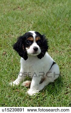 Stock Photography - cute,  english 
cocker spaniel, 
 loving,  canines, 
 domestic,  house. 
fotosearch - search 
stock photos, 
pictures, images, 
and photo clipart