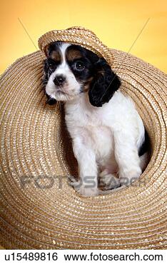Stock Photo - cute,  english 
cocker spaniel, 
 loving,  canines, 
 domestic,  house. 
fotosearch - search 
stock photos, 
pictures, images, 
and photo clipart