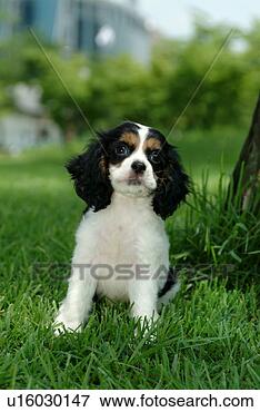 Picture - cute,  english 
cocker spaniel, 
 loving,  canines, 
 domestic,  house. 
fotosearch - search 
stock photos, 
pictures, images, 
and photo clipart