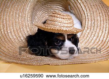 Stock Photography - cute,  english 
cocker spaniel, 
 loving,  canines, 
 domestic,  house. 
fotosearch - search 
stock photos, 
pictures, images, 
and photo clipart