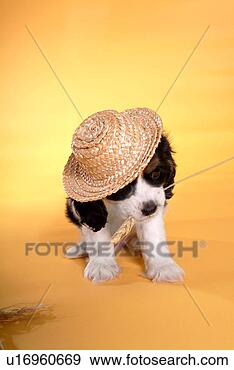 Stock Photograph - cute,  english 
cocker spaniel, 
 loving,  canines, 
 domestic,  house. 
fotosearch - search 
stock photos, 
pictures, images, 
and photo clipart