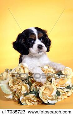 Stock Photo - cute,  english 
cocker spaniel, 
 loving,  canines, 
 domestic,  house. 
fotosearch - search 
stock photos, 
pictures, images, 
and photo clipart