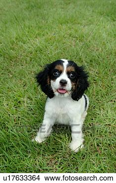 Stock Photo - cute,  english 
cocker spaniel, 
 loving,  canines, 
 domestic,  house. 
fotosearch - search 
stock photos, 
pictures, images, 
and photo clipart