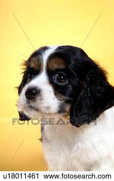 Stock Photography - cute,  english 
cocker spaniel, 
 loving,  canines, 
 domestic,  house. 
fotosearch - search 
stock photos, 
pictures, images, 
and photo clipart