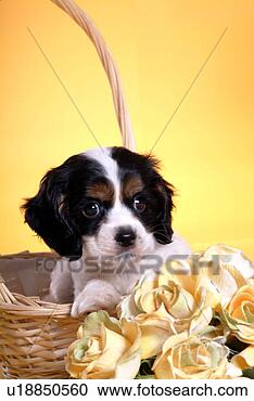 Stock Photography - cute,  english 
cocker spaniel, 
 loving,  canines, 
 domestic,  house. 
fotosearch - search 
stock photos, 
pictures, images, 
and photo clipart