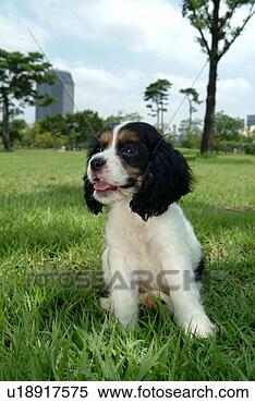 Stock Image - cute,  english 
cocker spaniel, 
 loving,  canines, 
 domestic,  house. 
fotosearch - search 
stock photos, 
pictures, images, 
and photo clipart