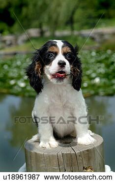 Picture - cute,  english 
cocker spaniel, 
 loving,  canines, 
 domestic,  house. 
fotosearch - search 
stock photos, 
pictures, images, 
and photo clipart