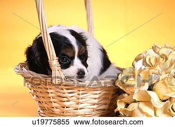 Stock Image - cute,  english 
cocker spaniel, 
 loving,  canines, 
 domestic,  house. 
fotosearch - search 
stock photos, 
pictures, images, 
and photo clipart