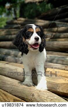 Stock Photo - cute,  english 
cocker spaniel, 
 loving,  canines, 
 domestic,  house. 
fotosearch - search 
stock photos, 
pictures, images, 
and photo clipart