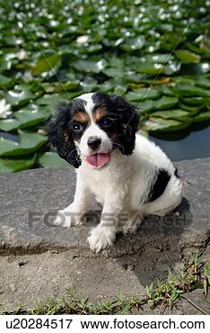 Picture - cute,  english 
cocker spaniel, 
 loving,  canines, 
 domestic,  house. 
fotosearch - search 
stock photos, 
pictures, images, 
and photo clipart