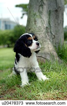 Stock Photo - cute,  english 
cocker spaniel, 
 loving,  canines, 
 domestic,  house. 
fotosearch - search 
stock photos, 
pictures, images, 
and photo clipart