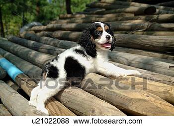 Stock Photo - cute,  english 
cocker spaniel, 
 loving,  canines, 
 domestic,  house. 
fotosearch - search 
stock photos, 
pictures, images, 
and photo clipart