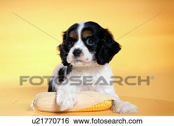 Stock Photo - cute,  english 
cocker spaniel, 
 loving,  canines, 
 domestic,  house. 
fotosearch - search 
stock photos, 
pictures, images, 
and photo clipart