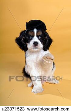 Stock Photo - cute,  english 
cocker spaniel, 
 loving,  canines, 
 domestic,  house. 
fotosearch - search 
stock photos, 
pictures, images, 
and photo clipart