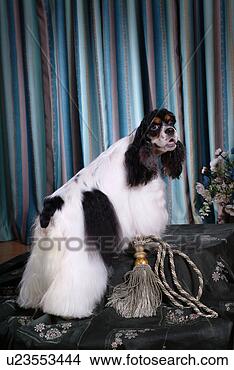 Stock Photo - cute,  english 
cocker spaniel, 
 loving,  canines, 
 domestic,  house. 
fotosearch - search 
stock photos, 
pictures, images, 
and photo clipart