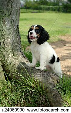 Stock Photography - cute,  english 
cocker spaniel, 
 loving,  canines, 
 domestic,  house. 
fotosearch - search 
stock photos, 
pictures, images, 
and photo clipart