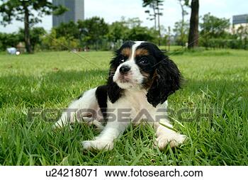 Stock Photography - cute,  english 
cocker spaniel, 
 loving,  canines, 
 domestic,  house. 
fotosearch - search 
stock photos, 
pictures, images, 
and photo clipart