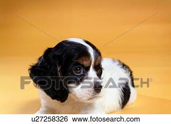 Stock Photo - cute,  english 
cocker spaniel, 
 loving,  canines, 
 domestic,  house. 
fotosearch - search 
stock photos, 
pictures, images, 
and photo clipart