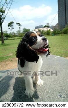 Stock Photo - cute,  english 
cocker spaniel, 
 loving,  canines, 
 domestic,  house. 
fotosearch - search 
stock photos, 
pictures, images, 
and photo clipart